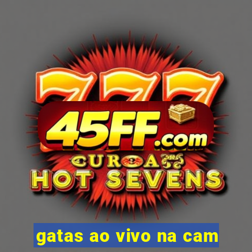 gatas ao vivo na cam